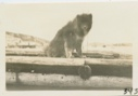 Image of Eskimo [Inuit] dog